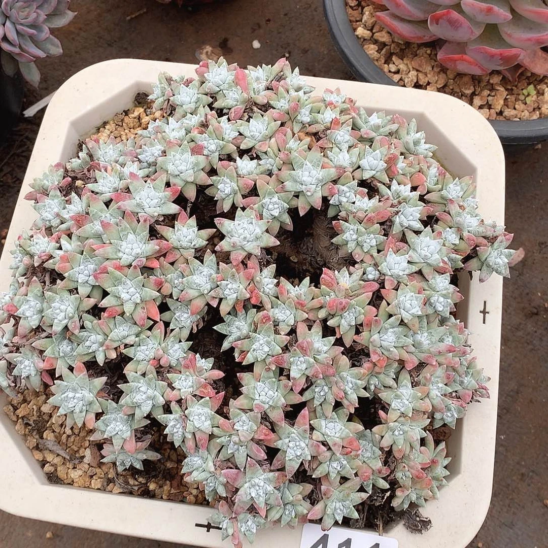 411白菊一物一拍多肉