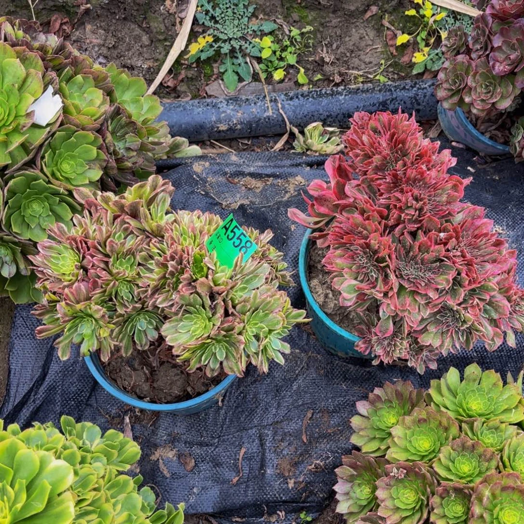 两颗法师缀化1-20