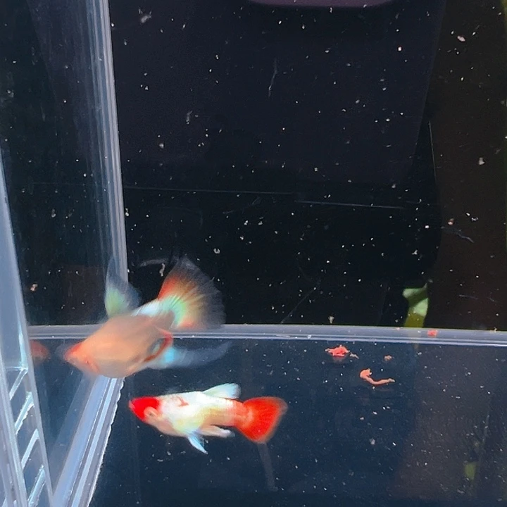 精品圣诞帽c亚成f1一对