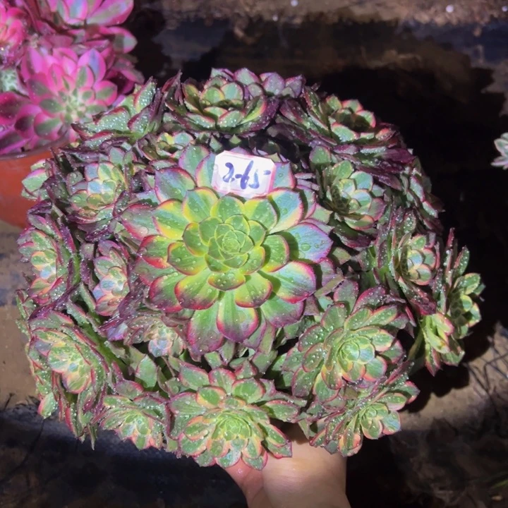 万黄锦多肉植物2-65