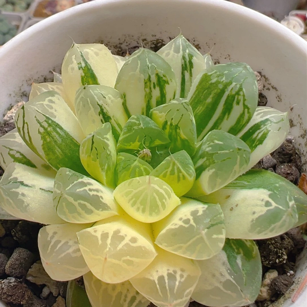 57多肉植物百科知识