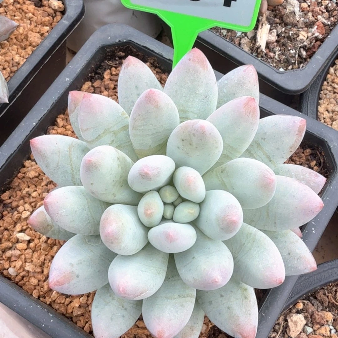 孤****橙龙多肉植物584.