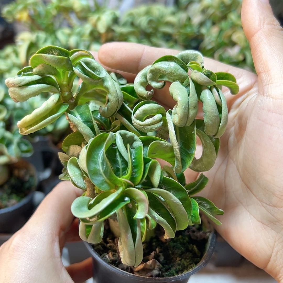 羊角美杜莎叶展8公分带盆