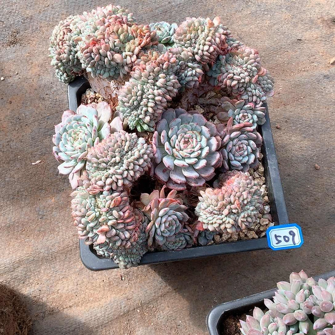 509白胖子缀化 一物一拍多肉