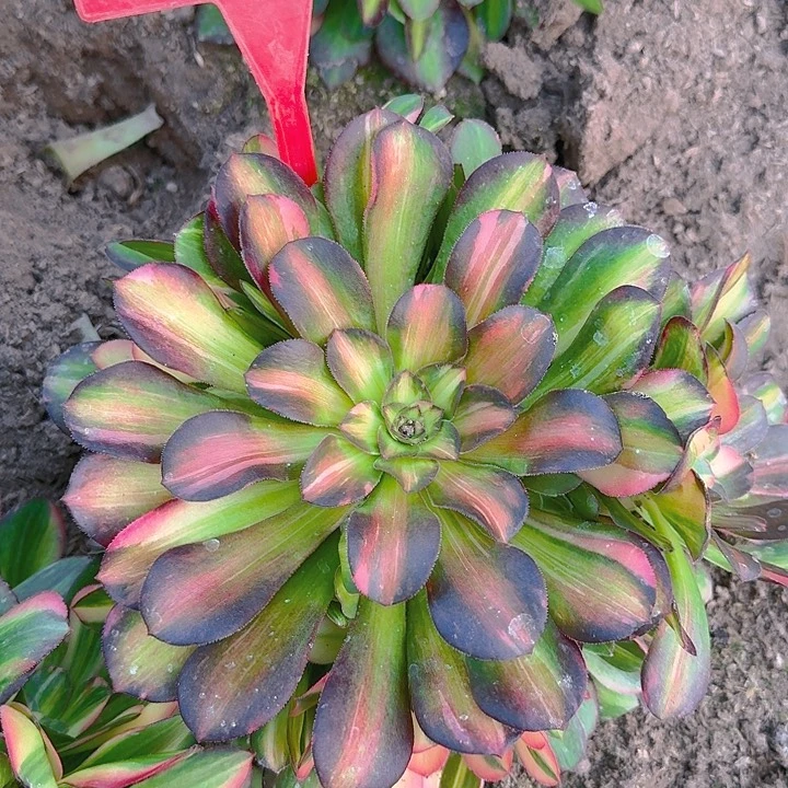 5-106流星雨多肉法师