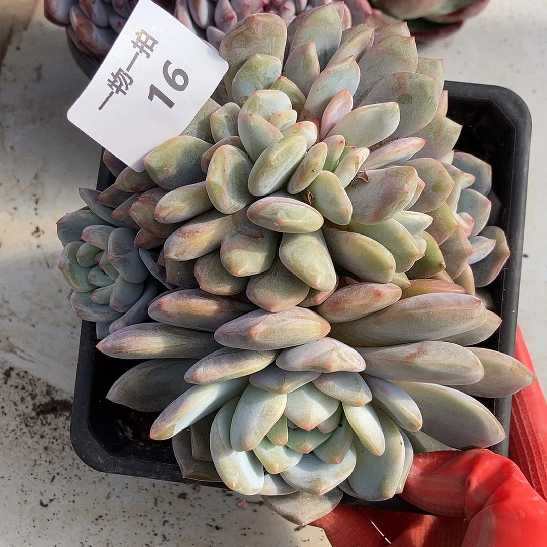 16 号一物一拍不退不换