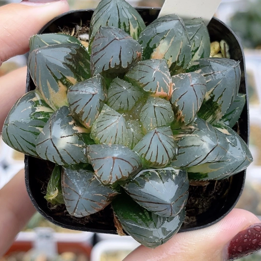 47龙爪玉露锦福利专场