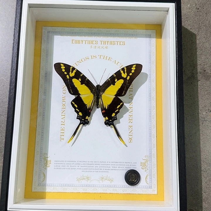 萌****多情阔凤蝶蝴蝶标本