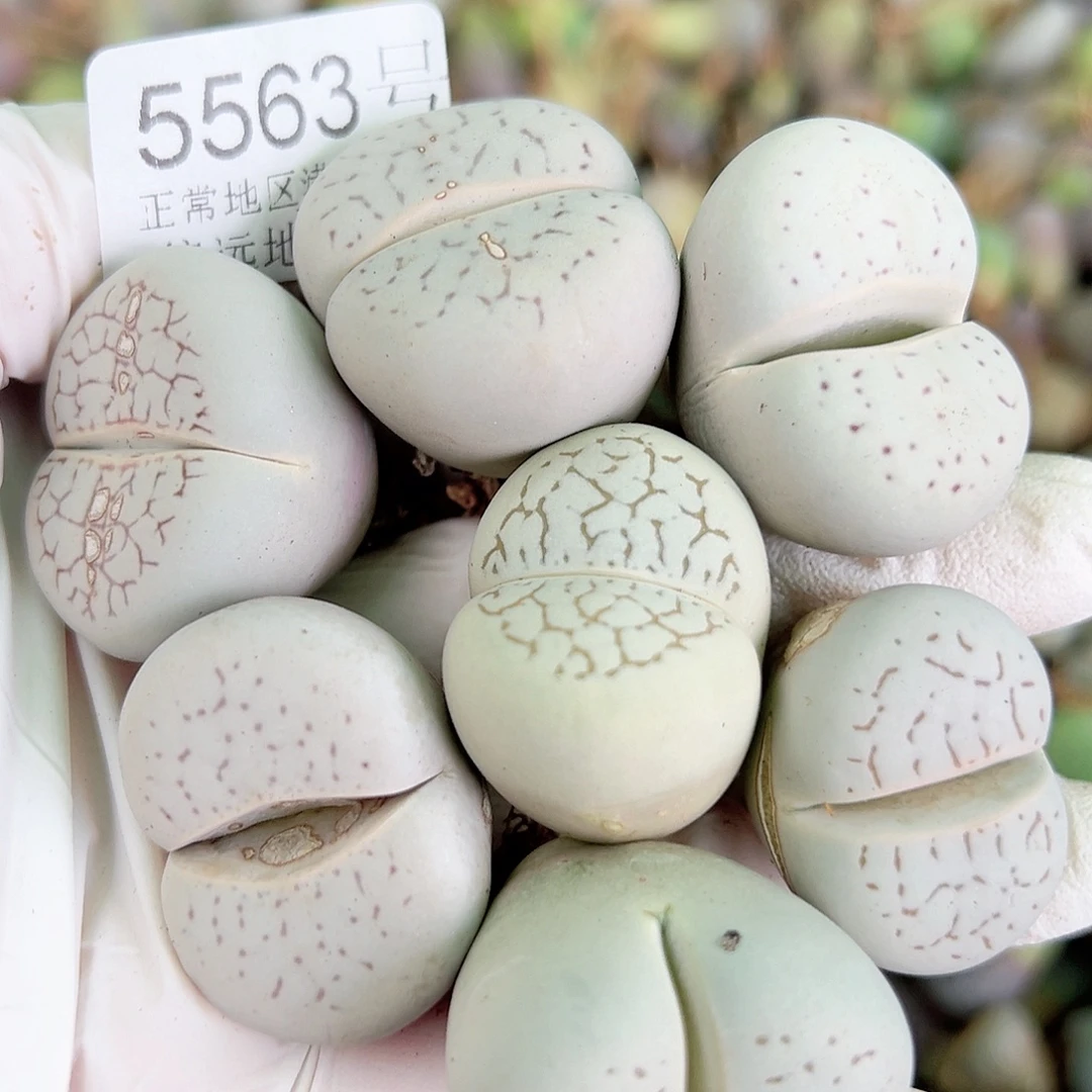 5563 好养易活生石花大母本7个2.5-3cm侧面老疤特价