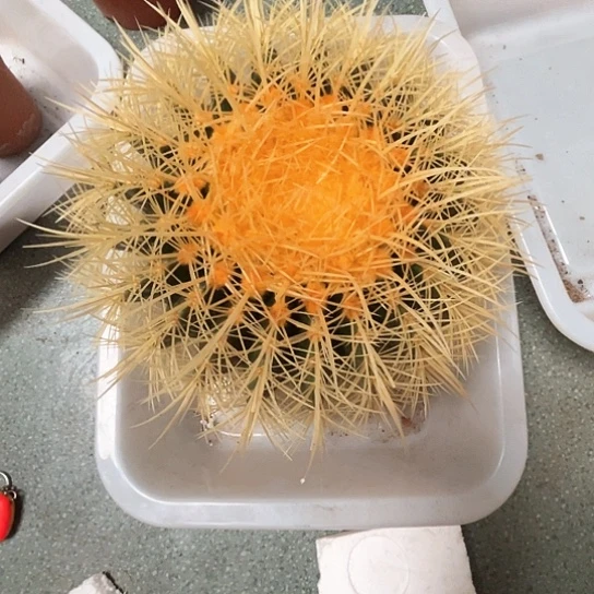 不*人大美虎仙谢谢谢谢谢谢