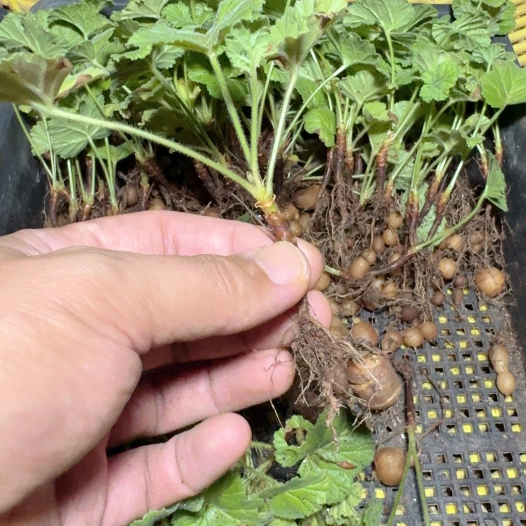 999香草冰激凌洋葵带盆发货一个随机