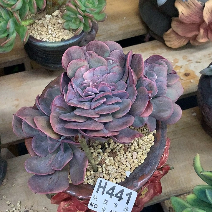 星空玫瑰锦缀 非偏远38包邮 节后发