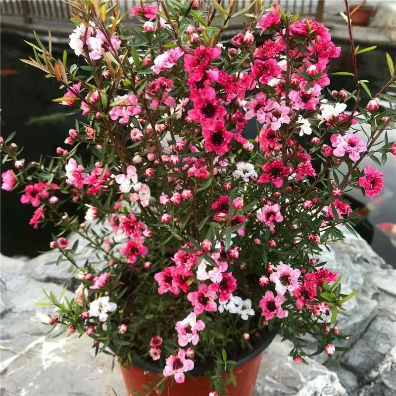 松雪梅  盆栽室内外好养耐寒多色花卉四季开花