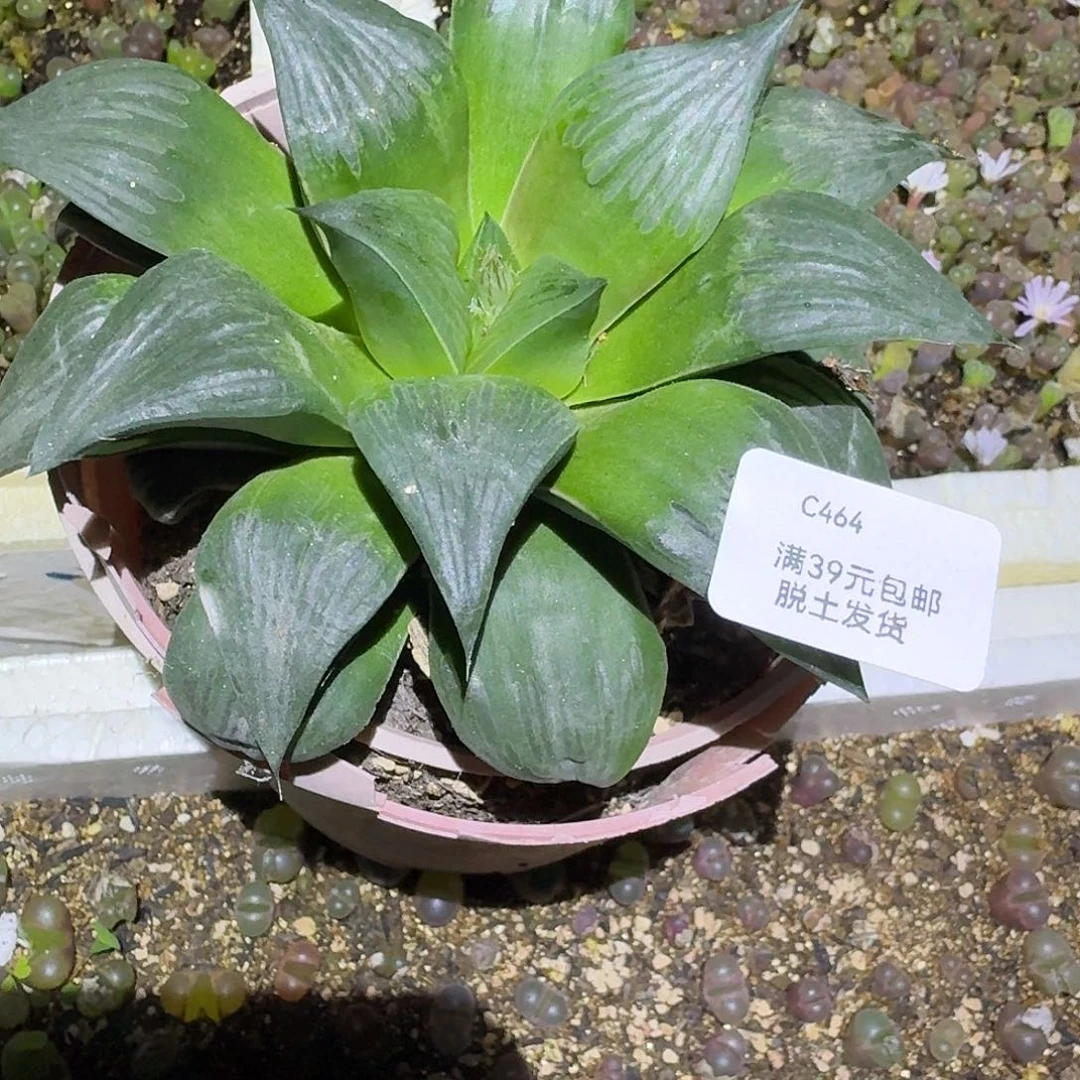 广****464多肉哈哈哈哈哈哈