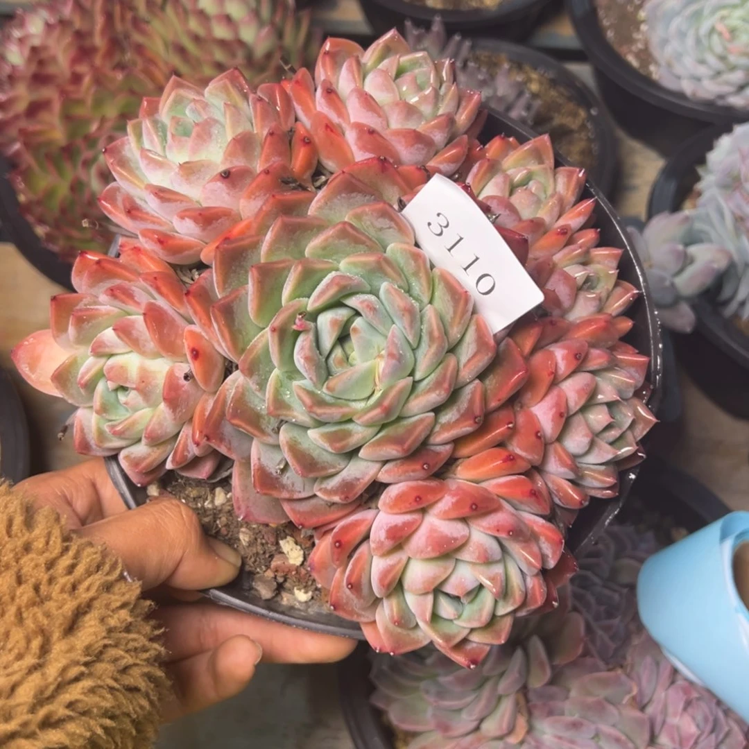 植*学3110多肉多多多多多