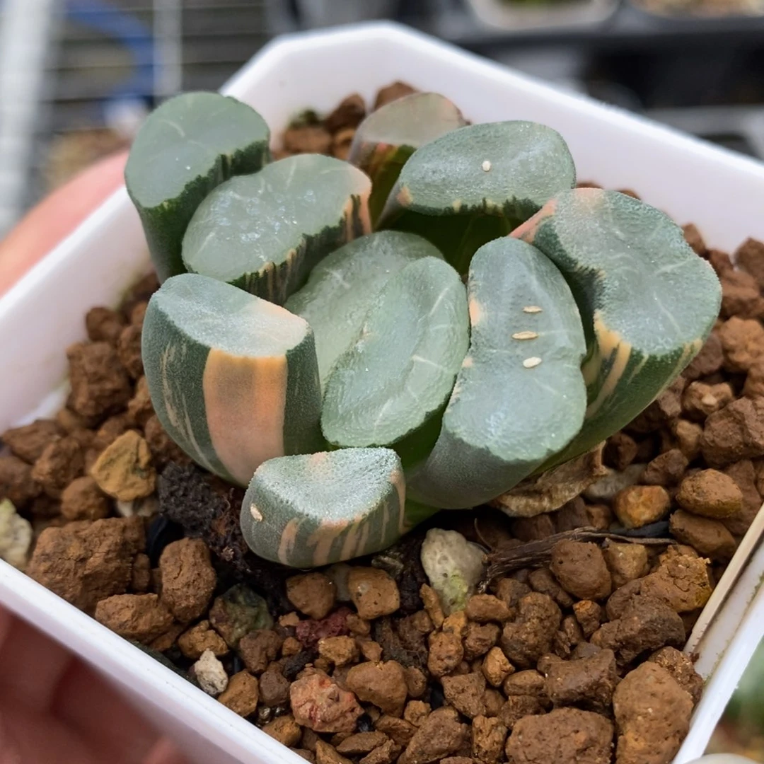 27透镜万象锦一物一拍