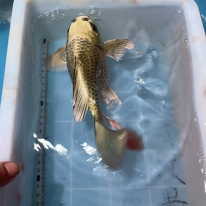 蝴蝶鲤鱼渔场直发97