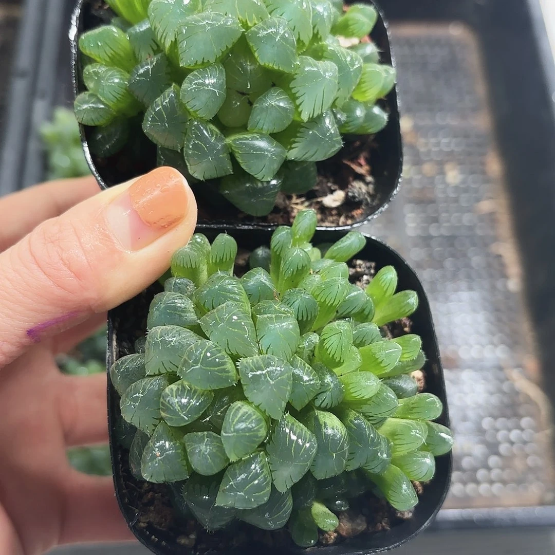 两颗粉姬多肉植物