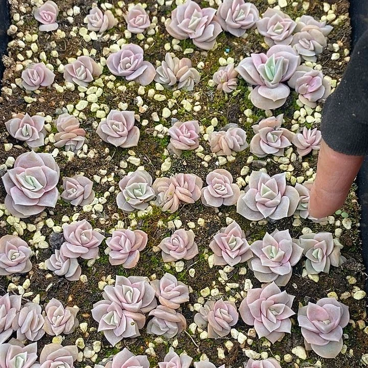 62 多肉植物盆栽花卉植物