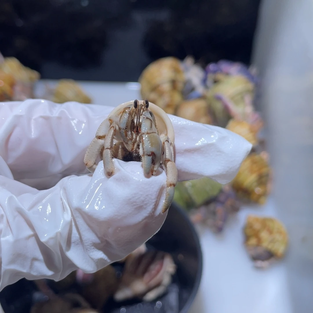 T1 寄居蟹紫陆断尖福利了1.35口