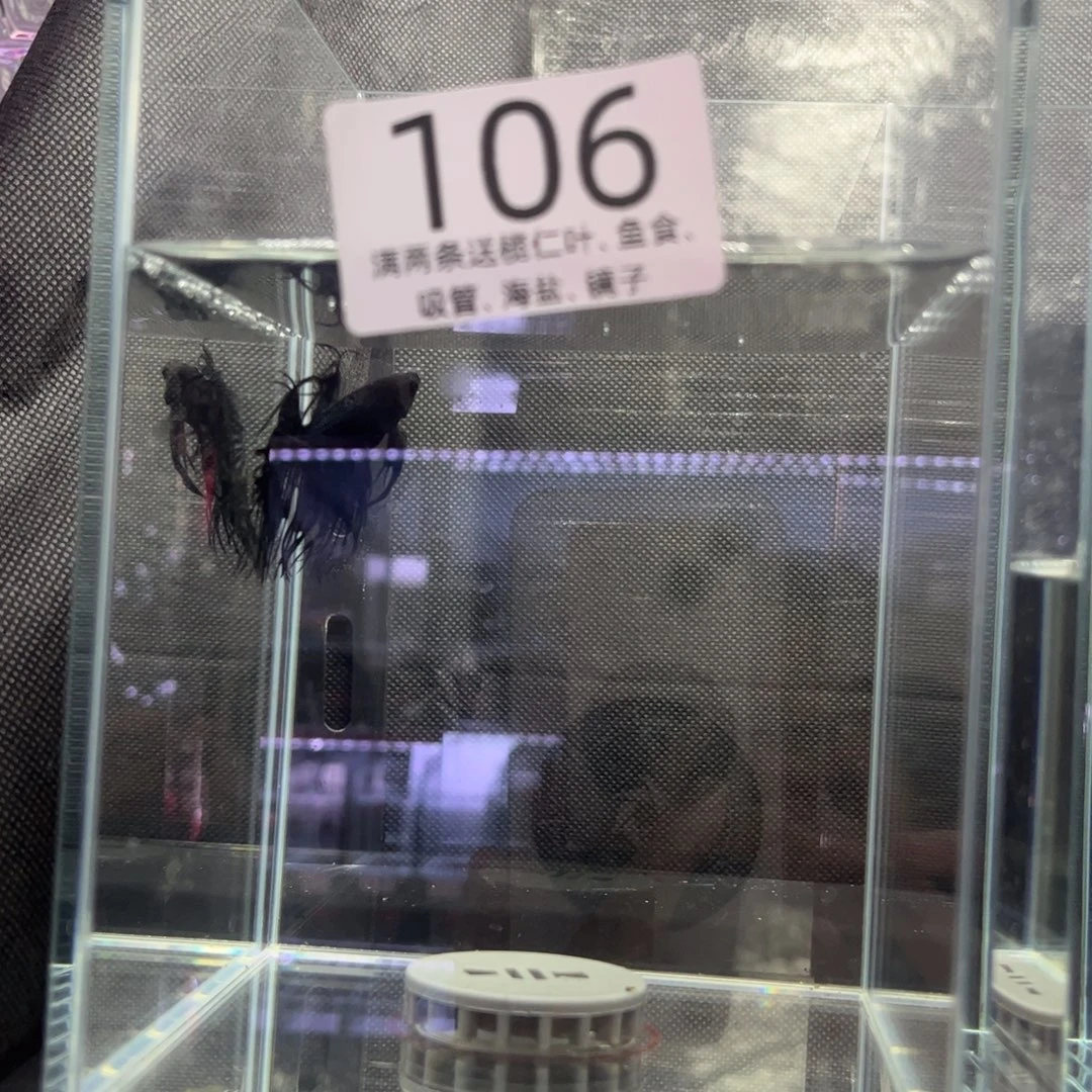 斗鱼泰国斗鱼106号113