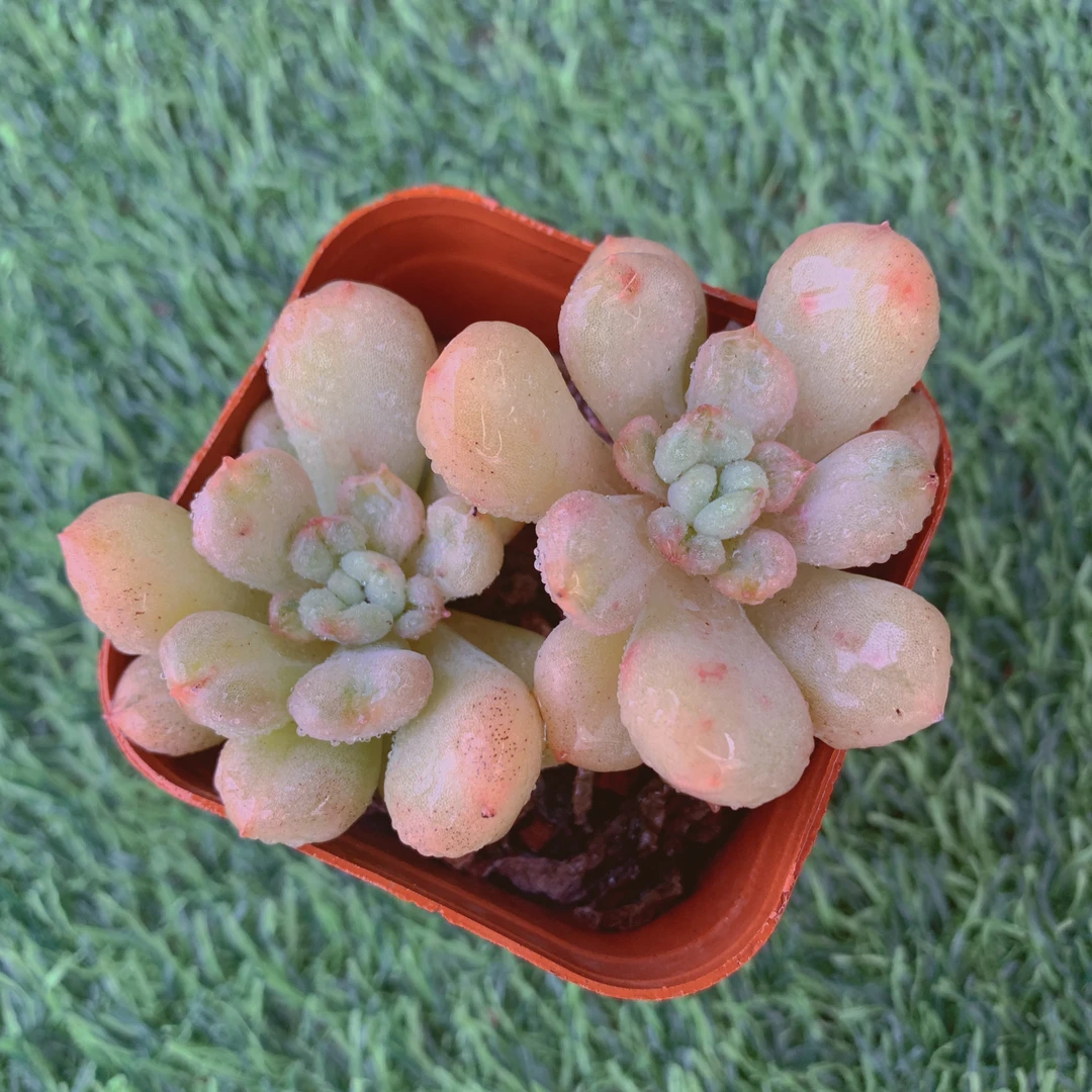 比尔盖茨双头4-6CM【花界草堂】精品多肉阳台盆栽新手易养一单包邮