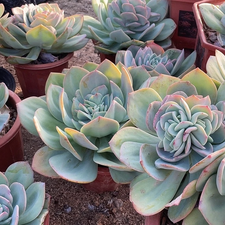 天***—白凤一堆好几个得