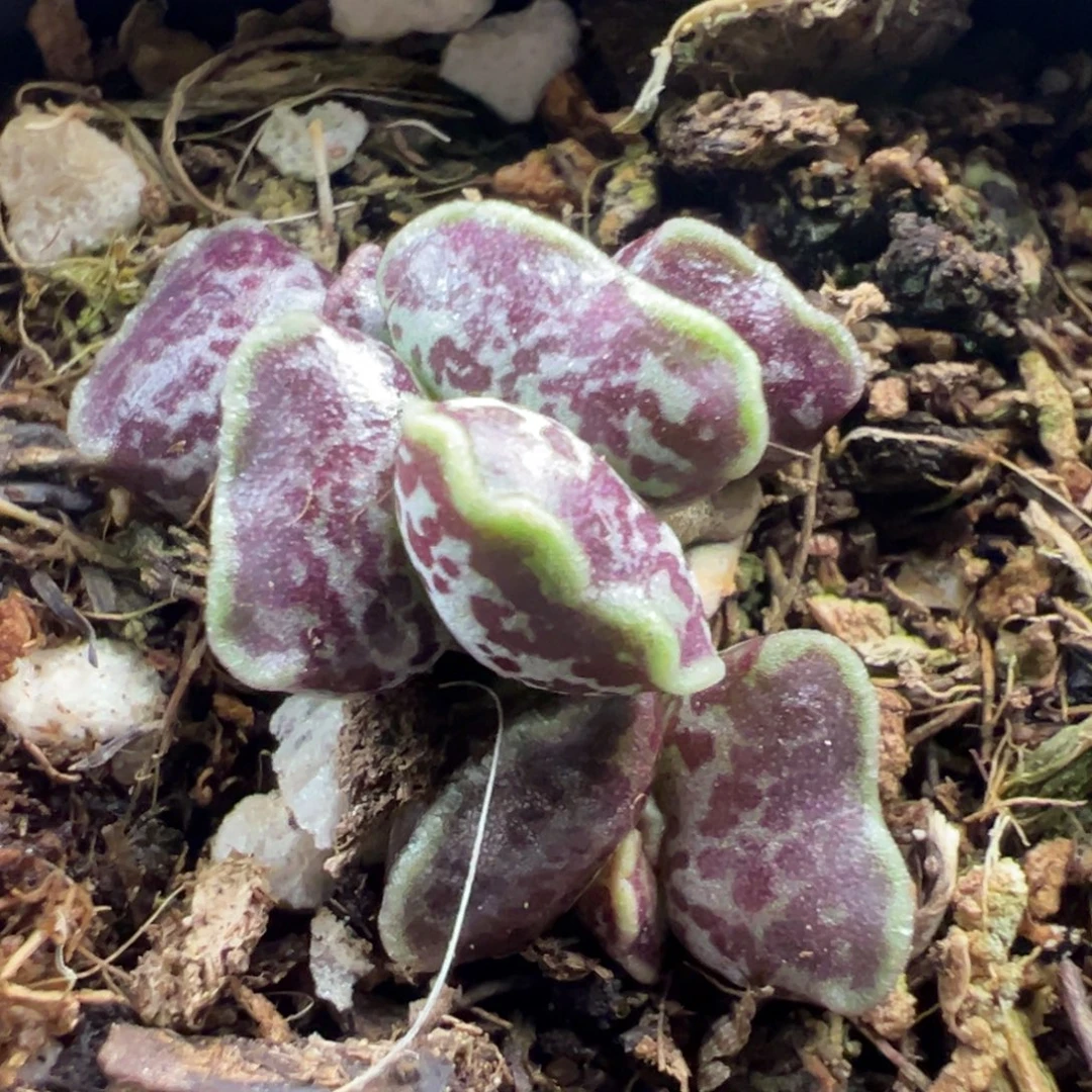 恩****达摩海豹多头纯木质桩多肉植物