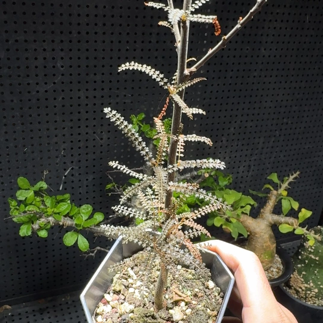 索科特拉乳香实生2669699669