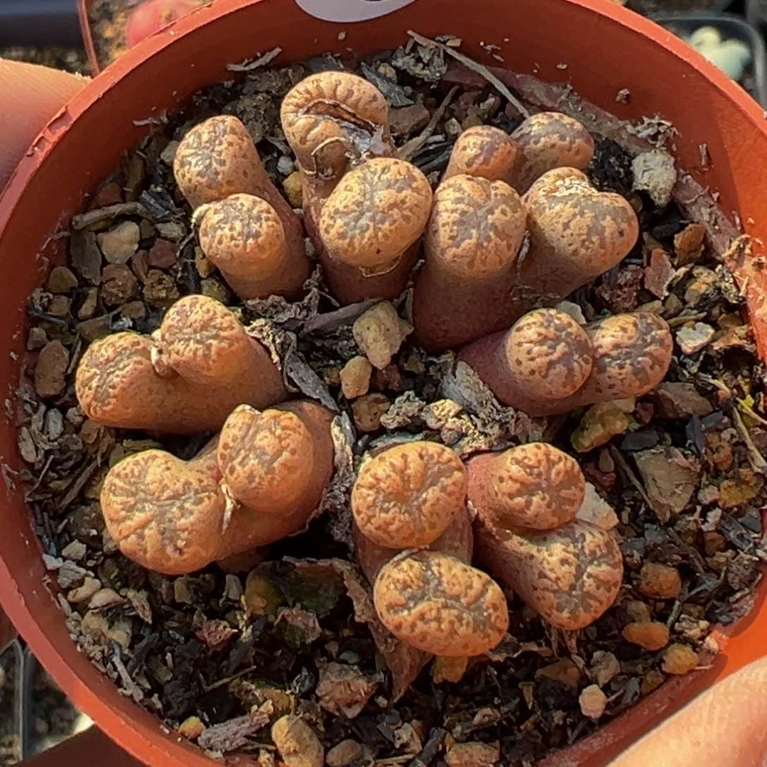 多肉植物111111111111