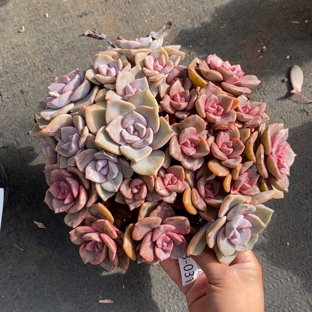 两单包邮1123-31琉璃盏