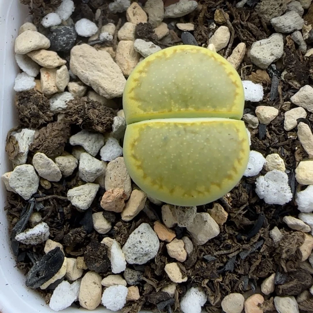212蜜桃臀星空绿菊饼福利一颗