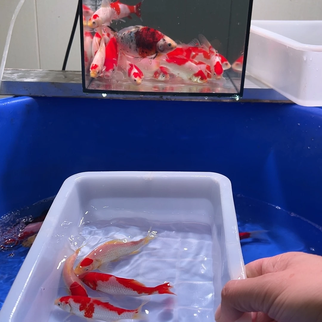 顺***然海水观赏鱼福利多多8