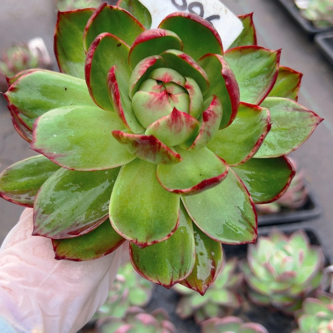 茶**语惊鸿仙子一物一拍2096号