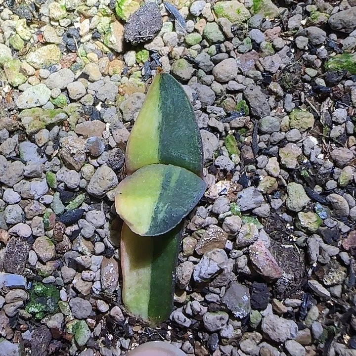 特价特价特价卧牛锦苗