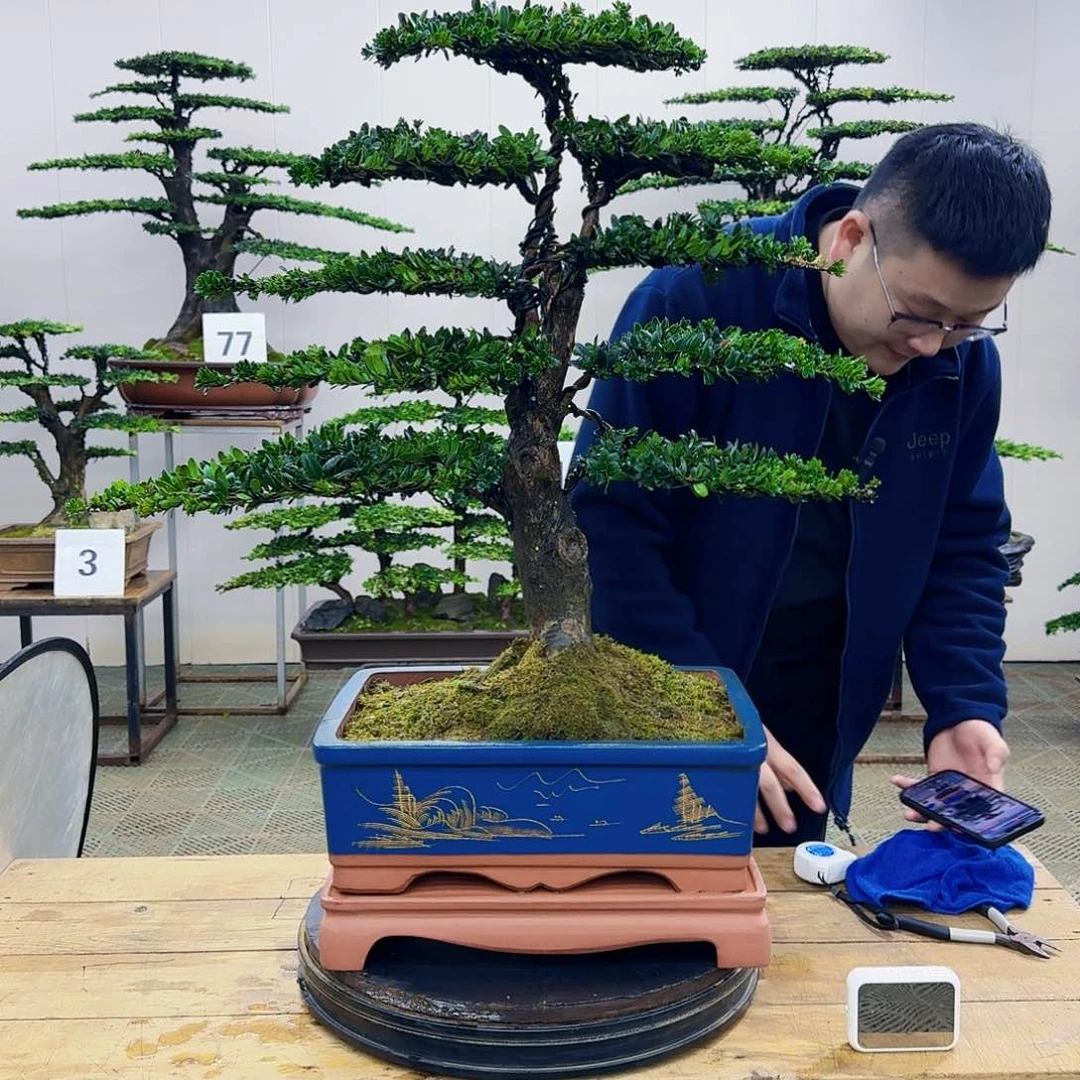 盆景罗汉松造型盆景