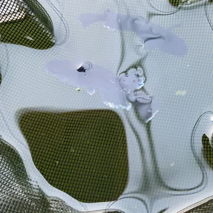 青鳉鱼编号 140 短鳍天目一对