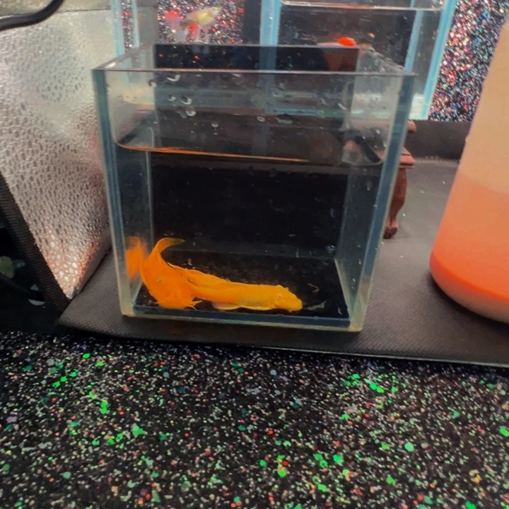 海水鱼胡子种鱼一组