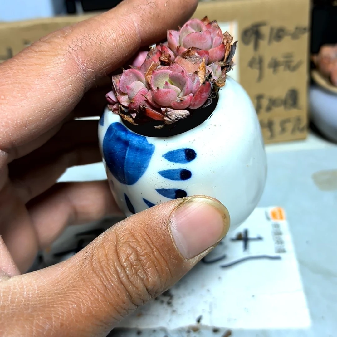 满6元包邮，沙漠玫瑰2/4头