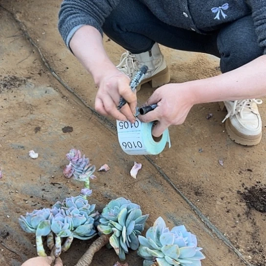 冷***底云南发货白凤老桩00105号