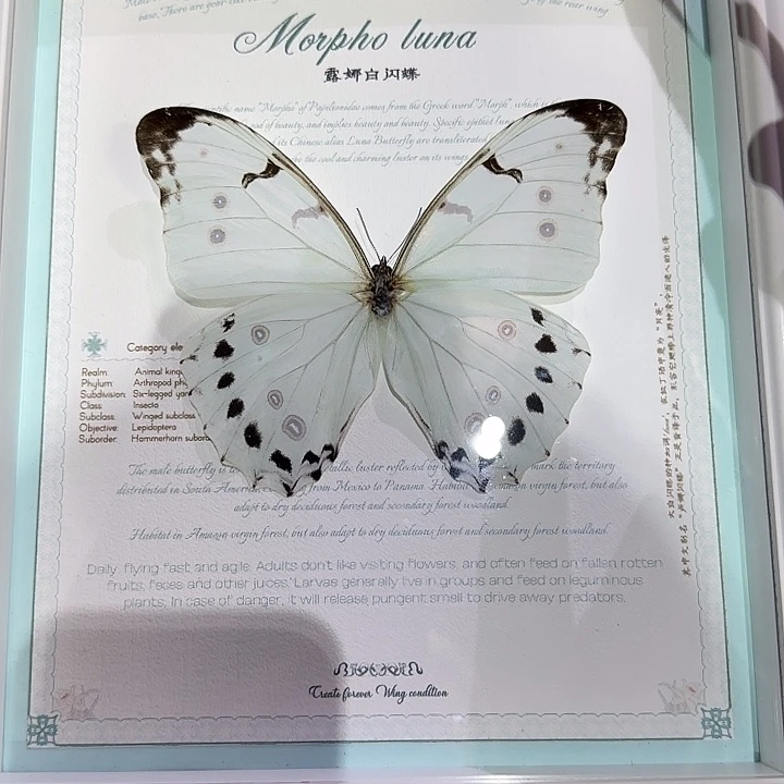 失****露娜白闪蝶蝴蝶标本专拍