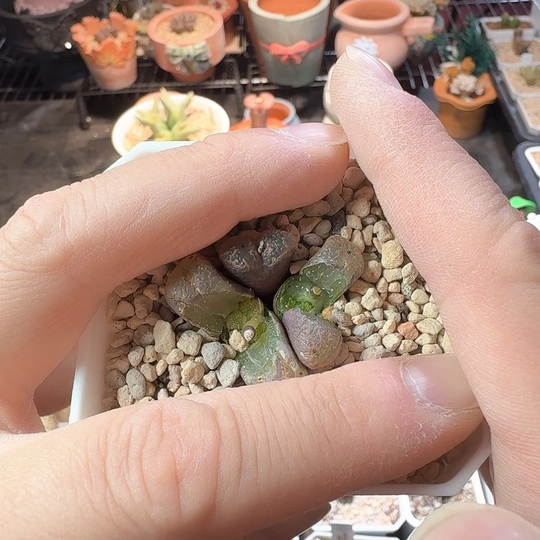 离*dy23 离楚宝宝 韩国杨梅