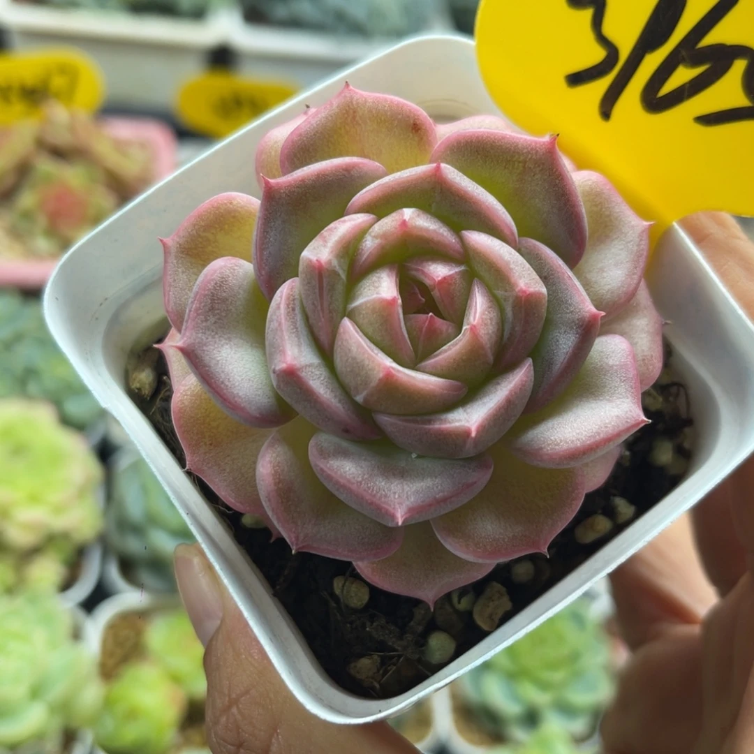 粉油透珍妮单头3965