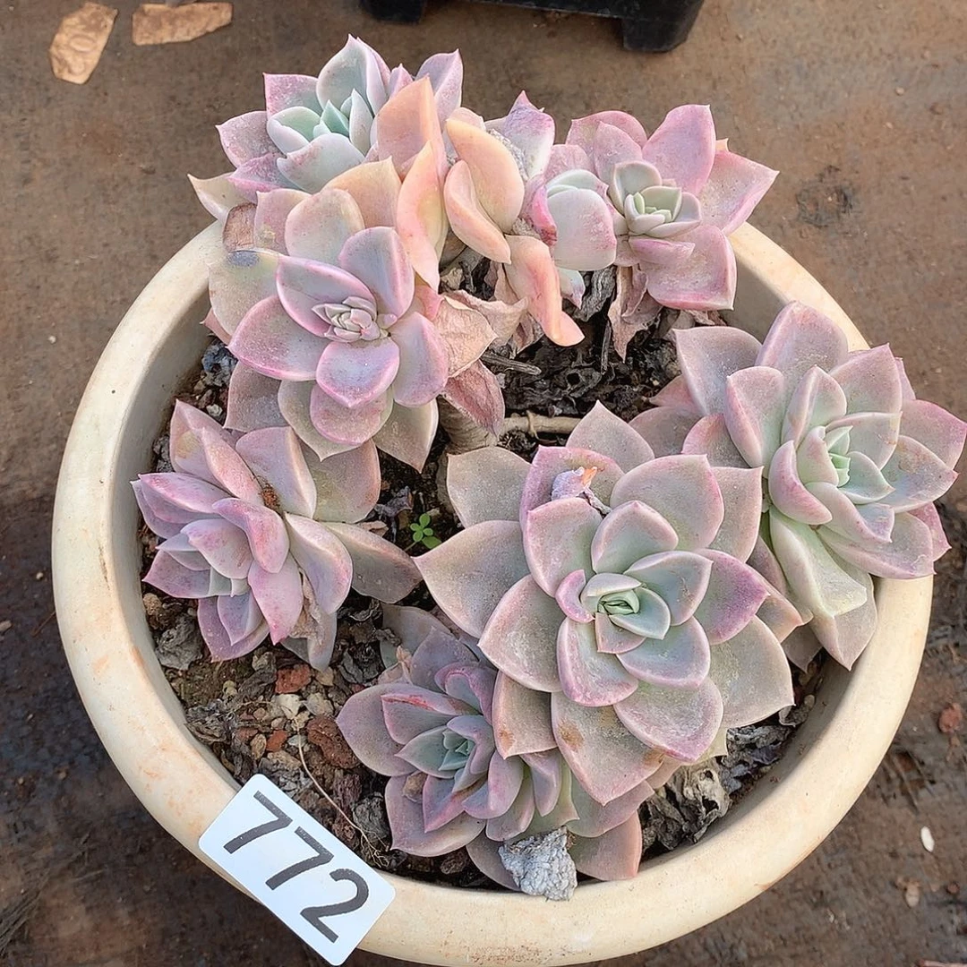 772 一物一拍多肉