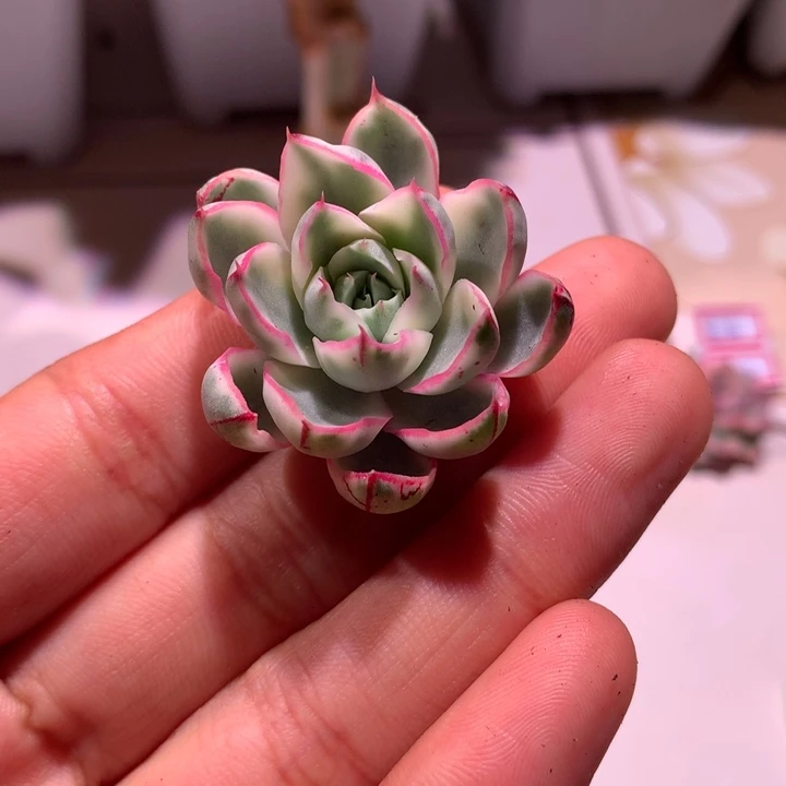 阿吉塔玫瑰腹轮锦侧芽