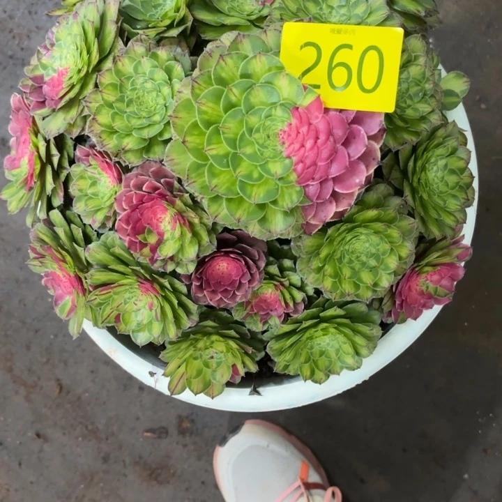哈哈多肉葡萄努力260