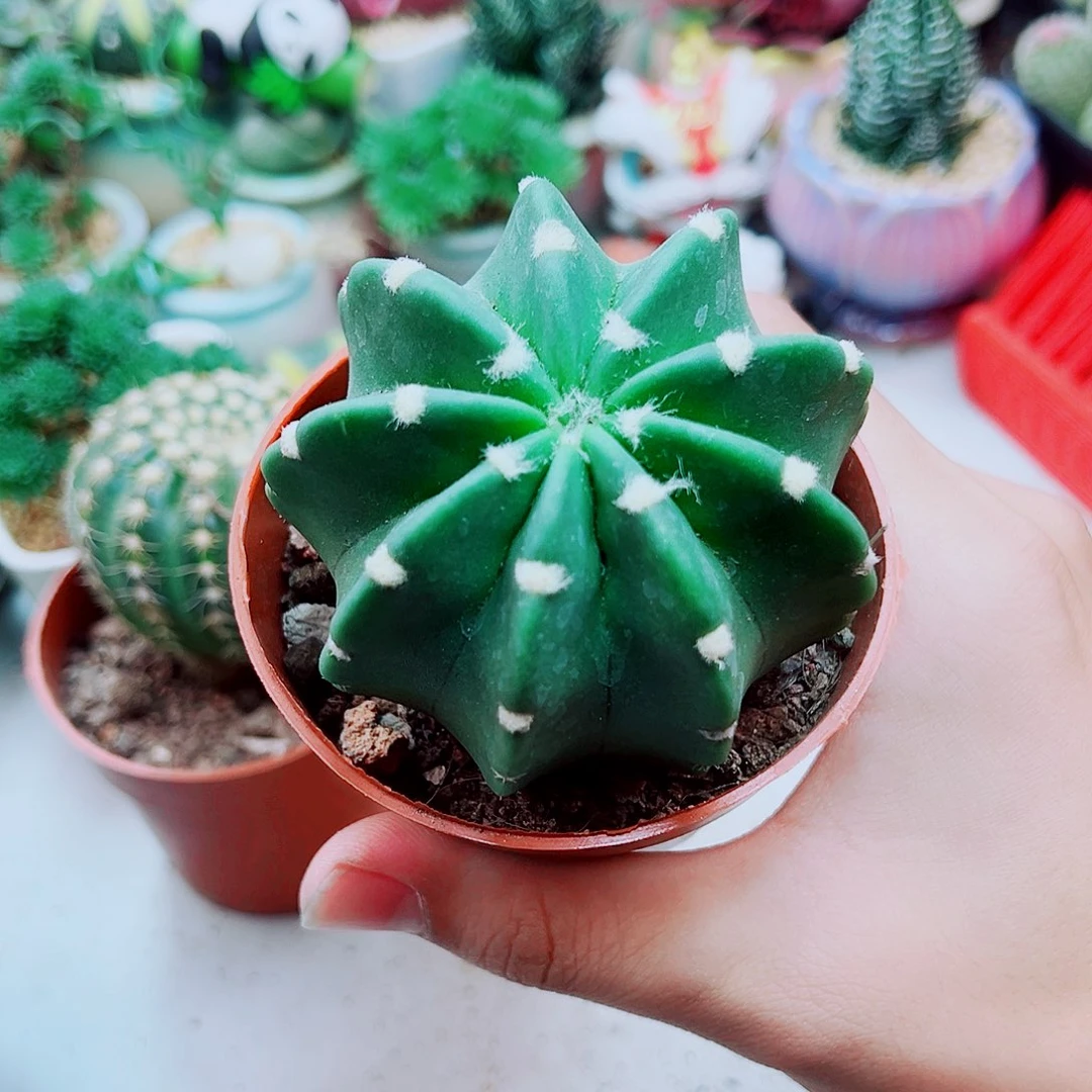 短毛丸多肉植物植物