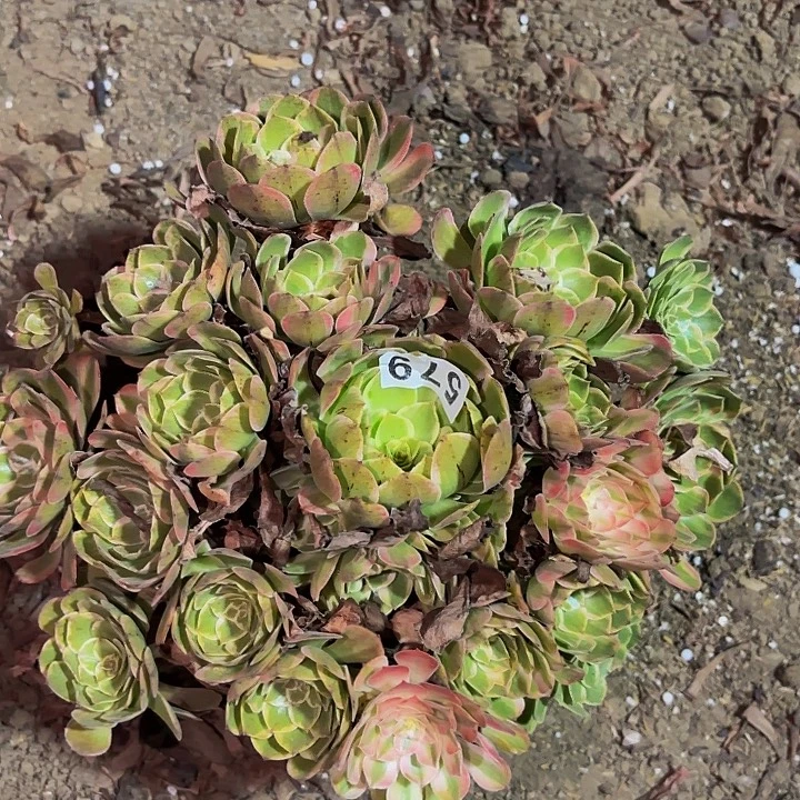 579粉体黑魔锦多肉植物