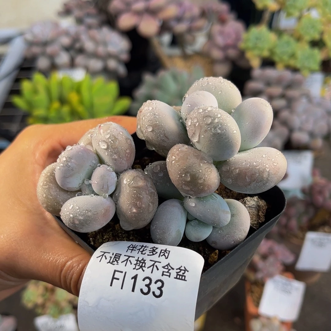 133-水光针多肉6cm