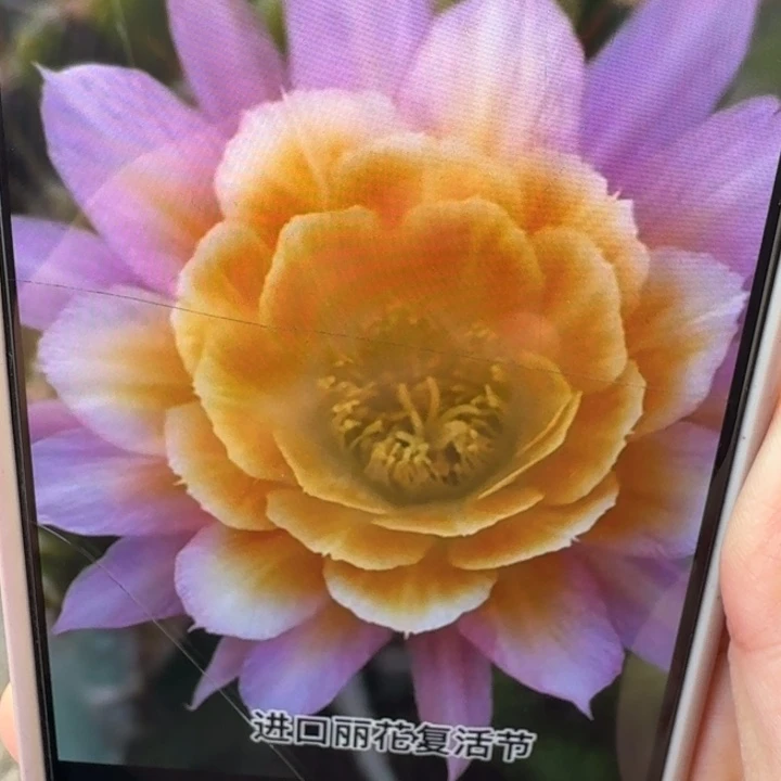 223丽花复活节歪3公分左右无根侧牙，20包邮